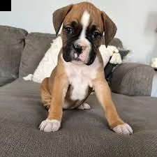 adorabile boxer in adozione