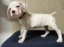 adorabile  boxer in adozione | Foto 0