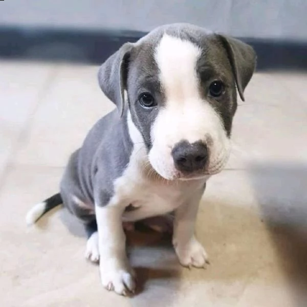 bellissimo pitbull per adozione, | Foto 1