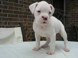 simpatico boxer in adozione,  | Foto 0