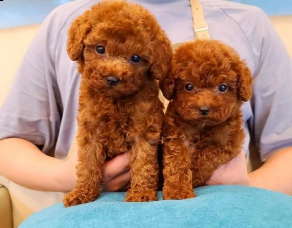 regaliamo cuccioli di barboncino a famiglie adorabili 