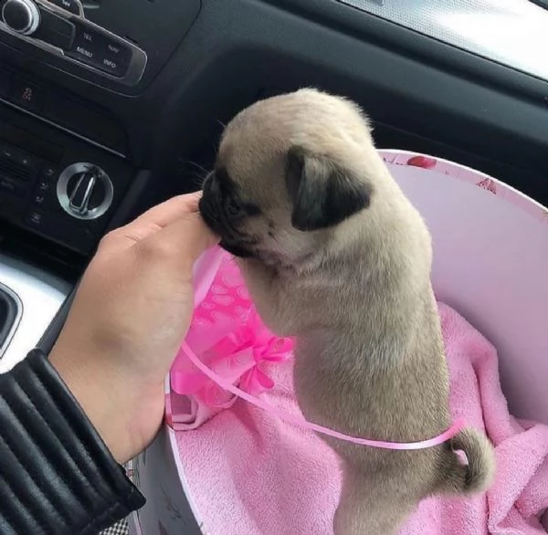 regaliamo cuccioli di carlino a famiglie deliziose 