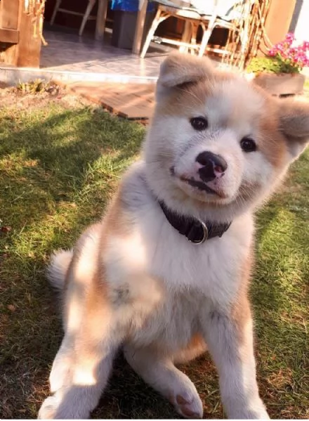 regalo akita-inu  | Foto 0