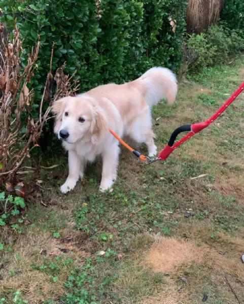 molto urgente !!! regalo golden retriever cuccioli belli e simpatici. maschio e femmina pronti per u