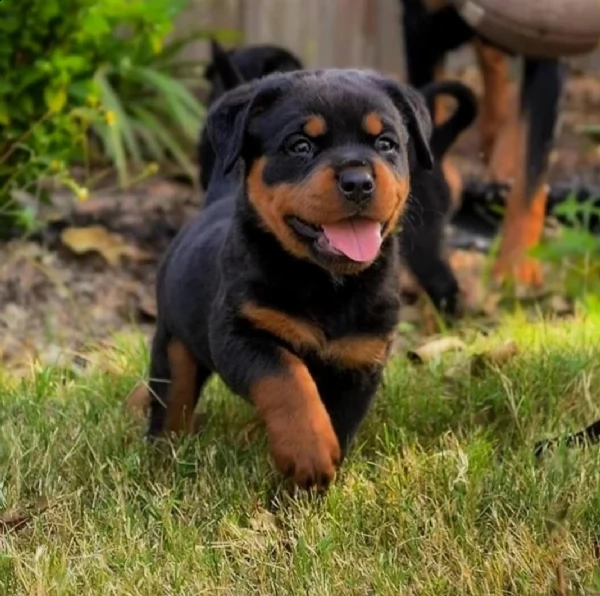 regalo cuccioli rottweiler bellissimi cuccioli di rottweiler di prima scelta in pronta consegna micr