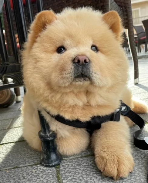 bellissimi di chow-chow cucciolo di 3 mesi,microchippato vaccinato, bellissimo esemplare,altezza al 