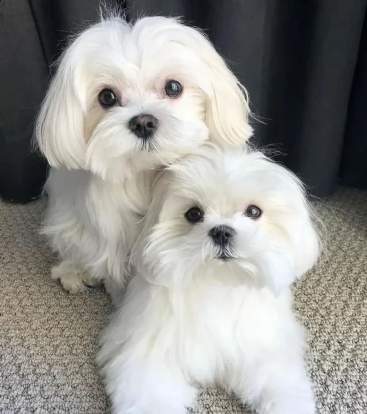 regalo piccoli cuccioli di maltese toy, i cuccioli verranno consegnati con microchip vaccini svermin