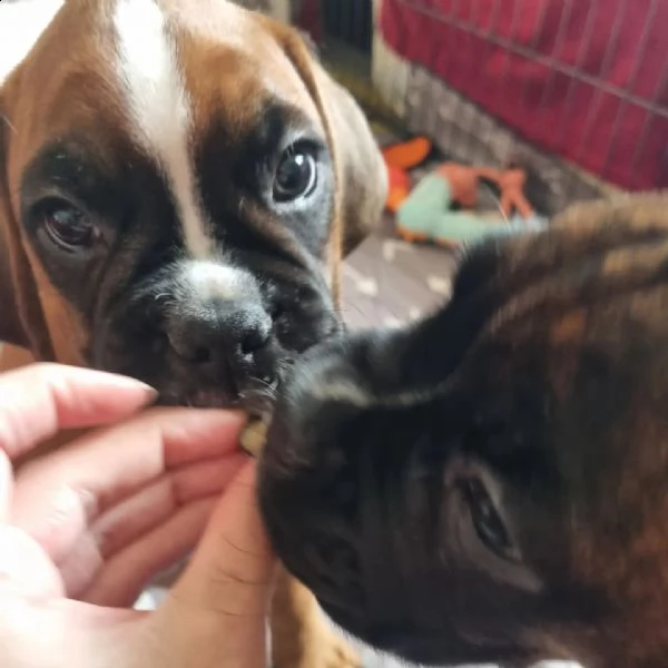 regarlo bellissima cucciolata cuccioli di boxer cerca una nuova famiglia, 4 maschi e 3 femmine, 60 g