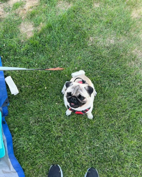 regarlo bellissima cucciolata cuccioli di carlino cerca nuova famiglia, 4 maschi e 3 femmine, 60 gio