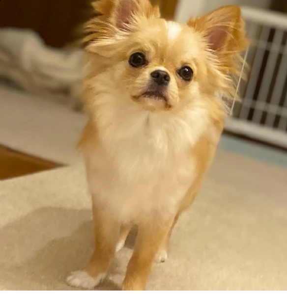 regalo mini giocattolo cuccioli di chihuahua mini giocattolo cuccioli di chihuahua, un maschio e una