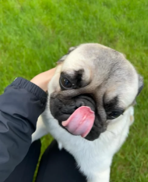 regalo cuccioli da calino disponibili bellissimi cuccioli, carattere adorabile, sono docili e affett