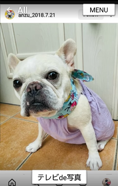 regarlo cuccioli di bulldog francese bellissima cucciolata cercano una nuova famiglia, 4 maschi e 3 