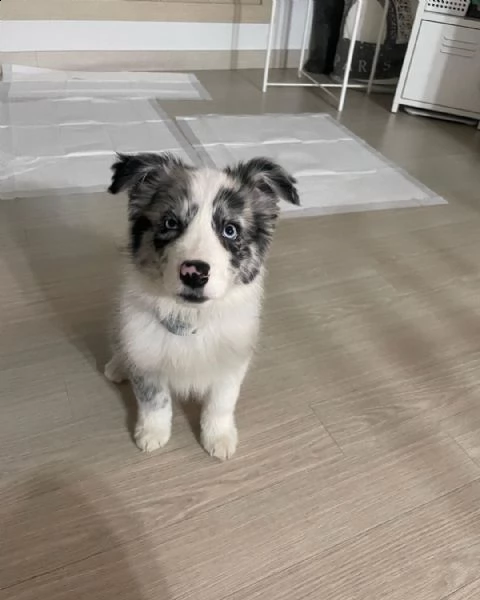regalo cuccioli dolce e bella border collie stiamo dando questi nostri cuccioli sani maschi e femmin
