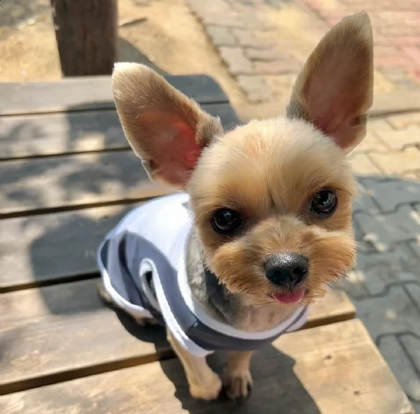 regalo cuccioli di razza yokshire  consegna con il libretto sanitario,  il michrochip, vaccinati e s