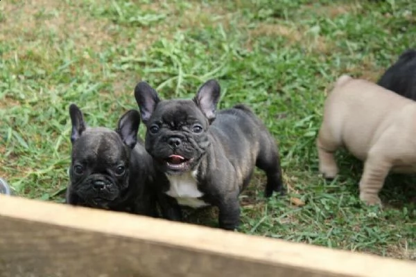 cuccioli di bulldog francese | Foto 4