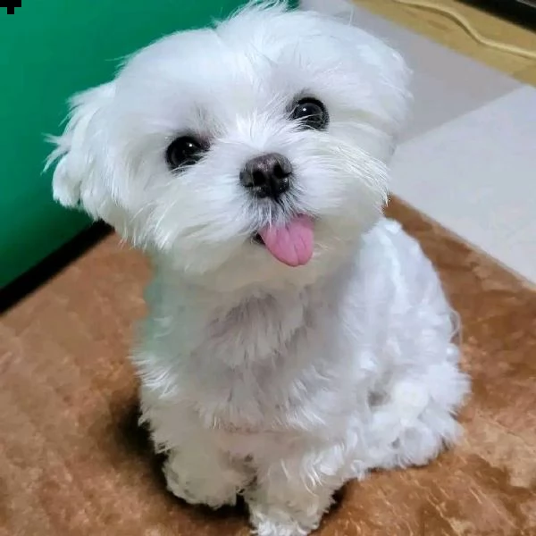 simpatici e sani cuccioli di maltese in tazza da tè  inestimabile in realtà abbiamo due piccoli cucc