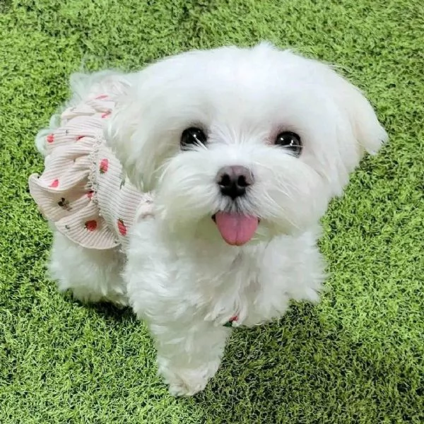 bellissimi cuccioli maltesi akc teacup disponibili per l'adozione per la tua famiglia abbiamo due be | Foto 0