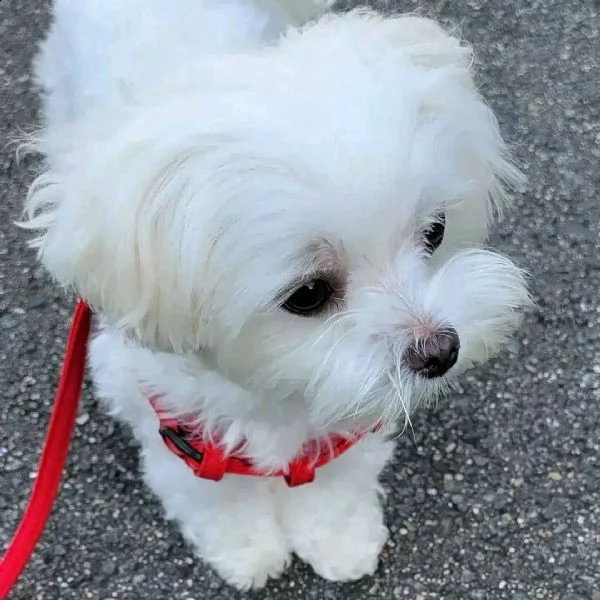 bellissimi cuccioli maltesi akc teacup disponibili per l'adozione per la tua famiglia abbiamo due be