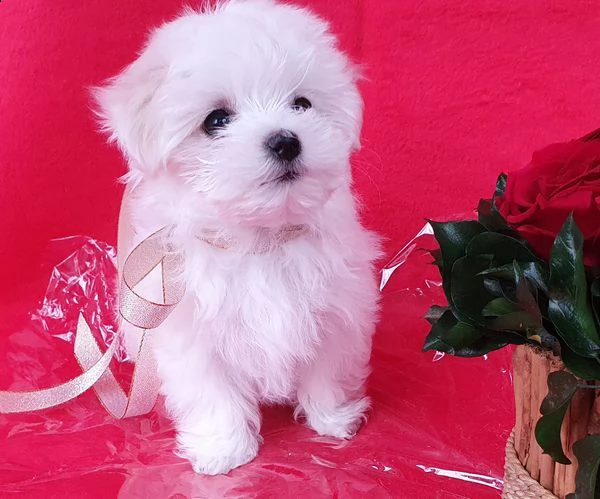 disponibili magnifici cuccioli di maltese maschi e femmine bellissimi cuccioli di maltese. cresciuto | Foto 1