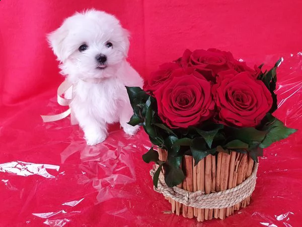 disponibili magnifici cuccioli di maltese maschi e femmine bellissimi cuccioli di maltese. cresciuto | Foto 0