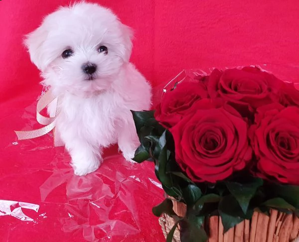 disponibili magnifici cuccioli di maltese maschi e femmine bellissimi cuccioli di maltese. cresciuto