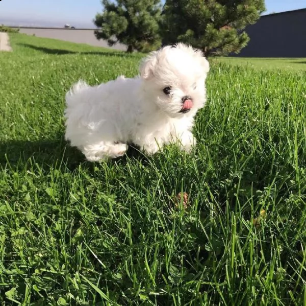 fantastico italiano maltese disponibile per l'adozione un maschio e una femmina ora abbiamo registra