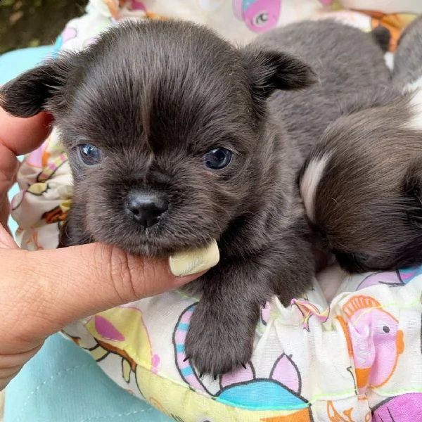 cuccioli di chihuahua maschi e femmine disponibili per una casa premurosa e amorevole.   sono molto  | Foto 1