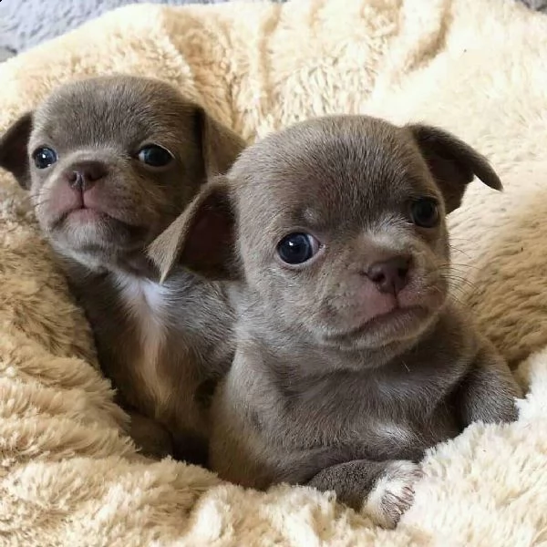 cuccioli di chihuahua maschi e femmine disponibili per una casa premurosa e amorevole.   sono molto 