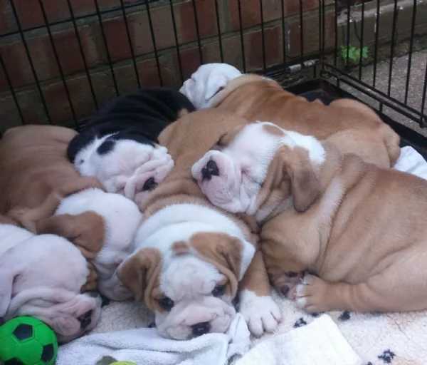 regalo cuccioli di bulldog inglese femminucce e maschietti 
