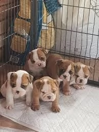 regalo disponibili cuccioli di bouledogue inglese.