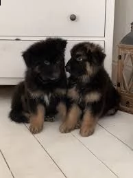 regalo cucciole femmine di pastore tedesco colore 