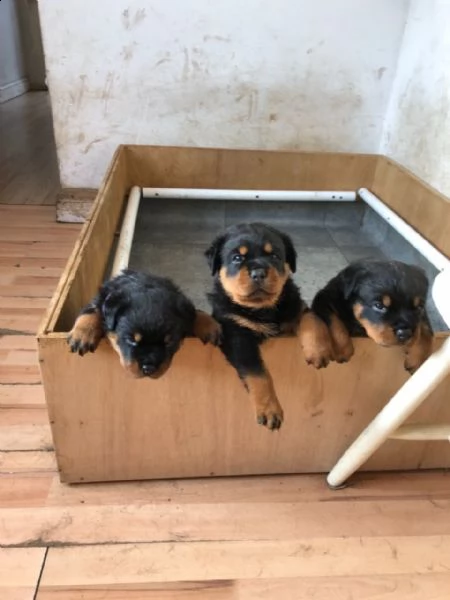 regalo rottweiler cuccioli