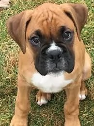 bellissimi cuccioli di boxer in adozione