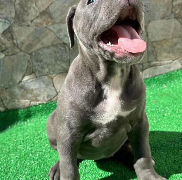 bellissimi cuccioli di pitbull in adozione | Foto 1