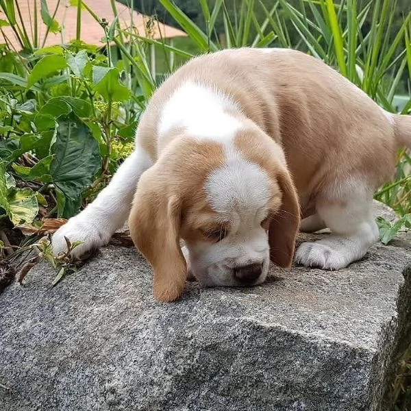 bellissimi cuccioli di beagle in adozione