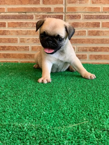 regalo cuccioli di carlino whatsapp ( 0039 353 317 4023 ) | Foto 1