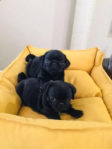 regalo cuccioli di carlino whatsapp ( 0039 353 317 4023 ) | Foto 0