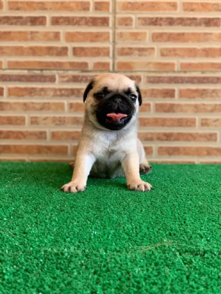 regalo cuccioli di carlino whatsapp ( 0039 353 317 4023 )