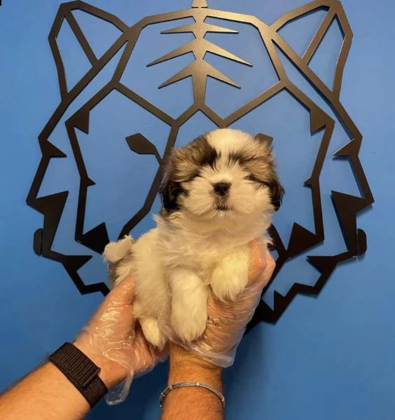 regalo cuccioli di shih tzu whatsapp ( 0039 353 317 4023 ) | Foto 1