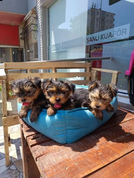 regalo cuccioli di yorkie whatsapp ( 0039 353 317 4023 )