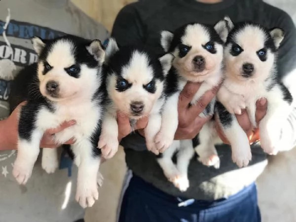 regala cuccioli di husky whatsapp (0039 353 317 4023 ) | Foto 0
