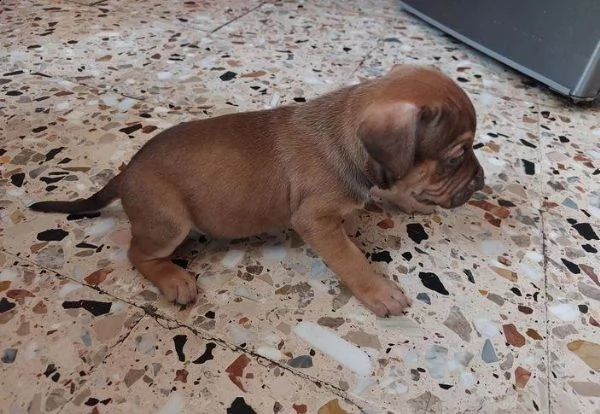 regalo cuccioli di pitbull whatsapp ( 0039 353 317 4023 ) | Foto 2