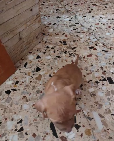 regalo cuccioli di pitbull whatsapp ( 0039 353 317 4023 ) | Foto 0