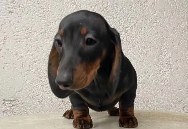 regalo bassotto in adozione whatsapp ( 0039 353 317 4023 )