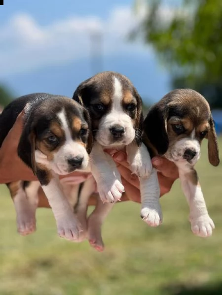 regalo beagle in adozione whatsapp (0039 353 317 4023 )
