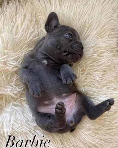 regala cuccioli di bulldog francese whatsapp (0039 353 317 4023 ) | Foto 2