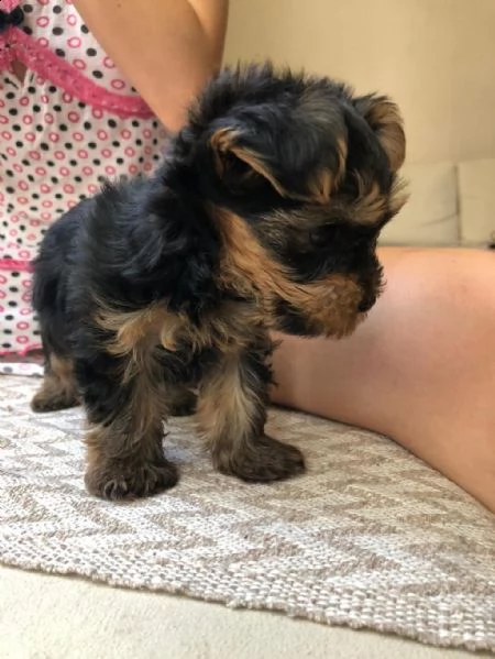 regalo yorkie in adozione whatsapp ( 0039 353 317 4023 ) | Foto 1