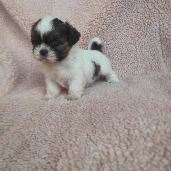regalo shih tzu in adozione whatsapp ( 0039 353 317 4023 ) | Foto 2