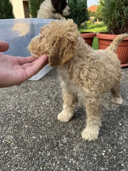 lagotto romagnolo cuccioli
