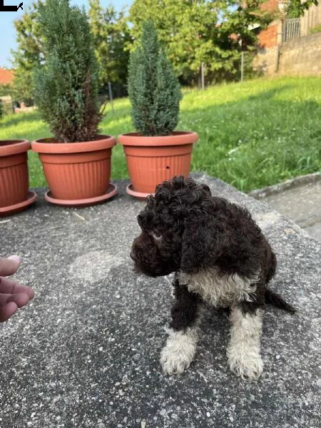 lagotto romagnolo cuccioli | Foto 1